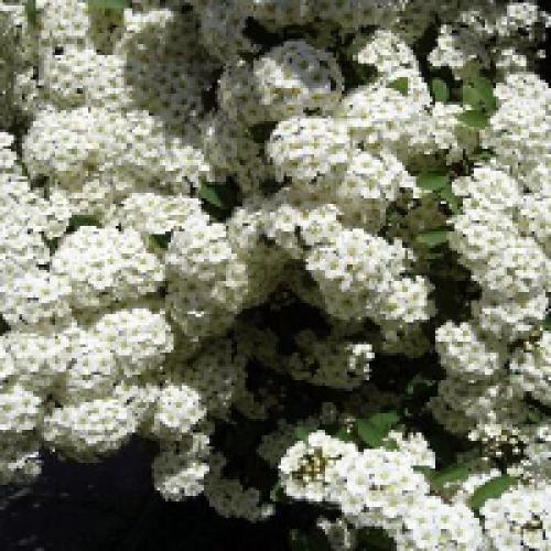 Обрезка спиреи вангутта. Спирея Вангутта: фото и описание