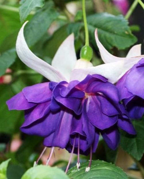 Фуксия зимой на балконе. ФУКСИЯ. Сохраняем до весны. Секреты правильного содержания зимой