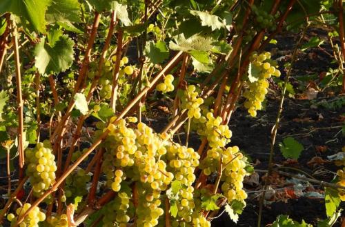 Как приготовить виноградный сок для длительного хранения. Как выбрать виноград для сока