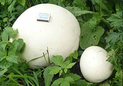 Можно ли есть дождевики грибы. Разнообразие видов 06