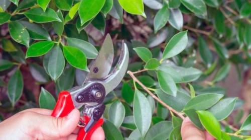 Фикус каучуковый формирование кроны в домашних условиях. Фикус каучуконосный – особенности 11