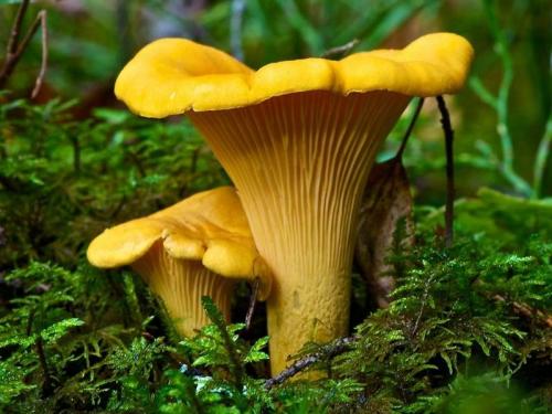 Коричневые грибы в сосновом лесу. Рядовки 10