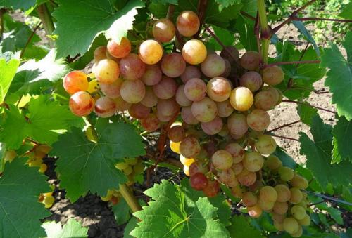 Как приготовить виноградный сок для длительного хранения. Как выбрать виноград для сока