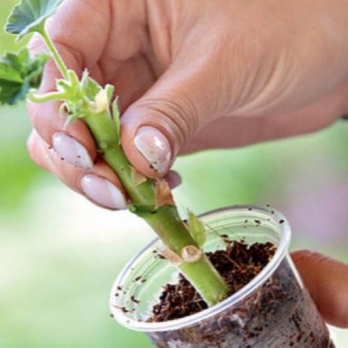 Как правильно черенковать герань осенью. Срок черенкования 02