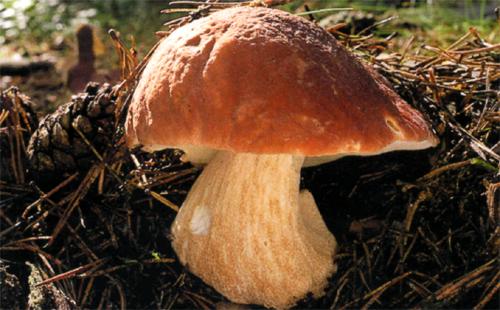 Через сколько вырастают грибы после среза. Как быстро растет гриб?