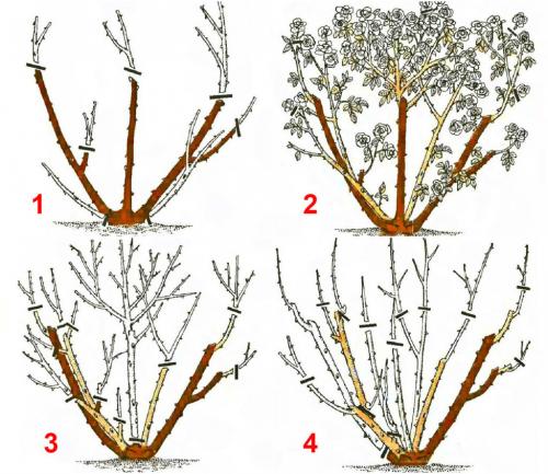 Нужно ли обрезать листья у роз на зиму. Розы: надо ли обрезать их на зиму и как это сделать?