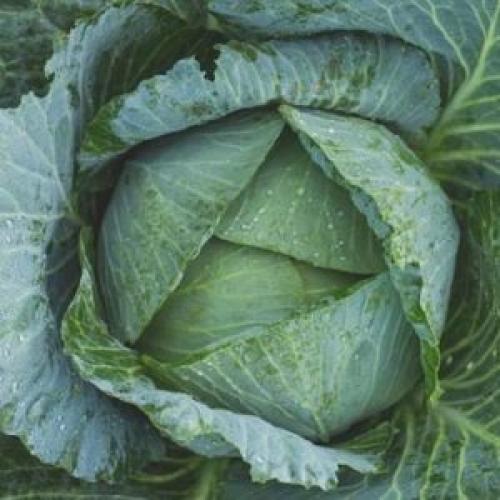 Почему горчит крошево. Как приготовить крошево из зеленых листьев капусты на зиму