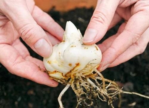 Когда выкапывать лилии. Как пересадить луковицы лилий осенью