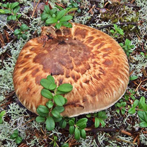 Польский гриб, как готовить. Как жарить польские грибы 11