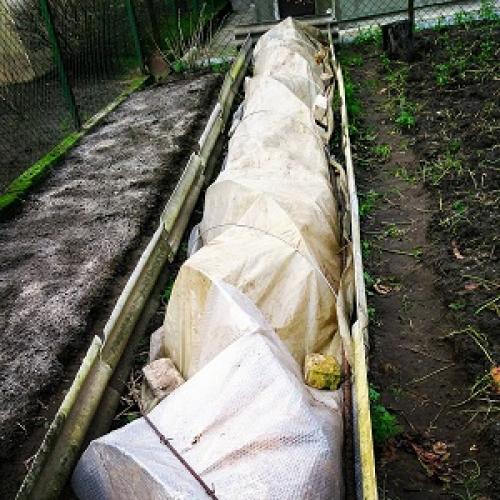 Сроки укрытия винограда на зиму. Способы