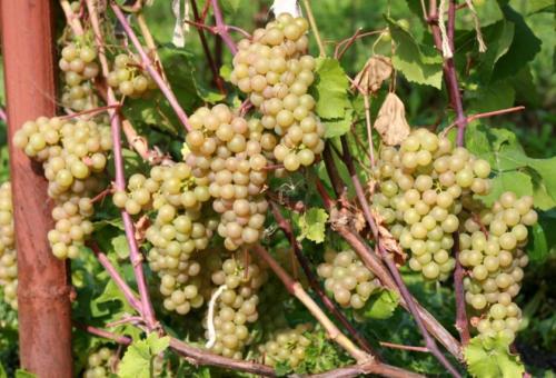 Как приготовить виноградный сок для длительного хранения. Как выбрать виноград для сока