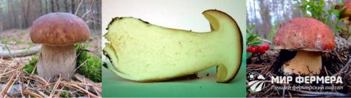 Белый гриб розовеет на срезе. Как отличить белый гриб