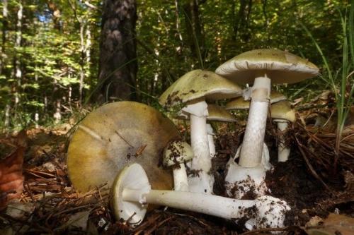 Опята в Крыму. Самые ядовитые грибы Крыма и Севастополя