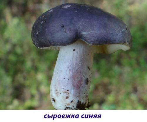 Гриб с коричневой шляпкой и белой ножкой. Пластинчатые вкусные грибы