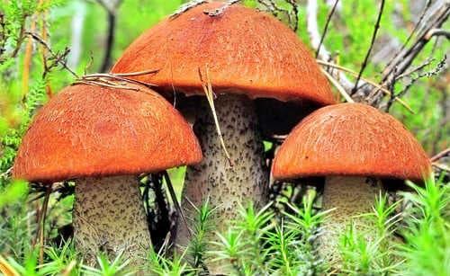 Гриб с коричневой шляпкой и желтой губкой. Как выглядят съедобные грибы