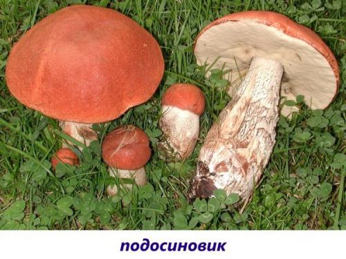 Гриб с коричневой шляпкой и желтой ножкой. Популярные съедобные трубчатые