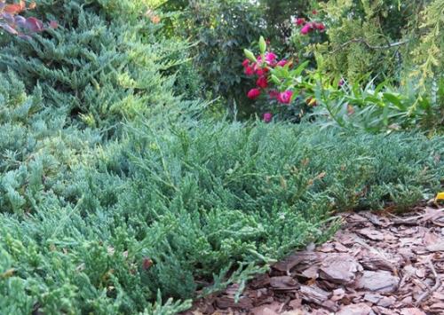 Можжевельник размножение. Успешное размножение можжевельника черенкованием: правила и сроки