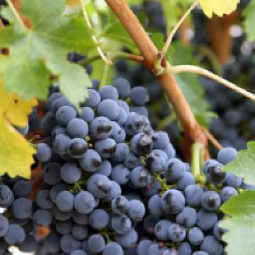 Осенняя обрезка винограда для начинающих. Обрезка винограда осенью для начинающих