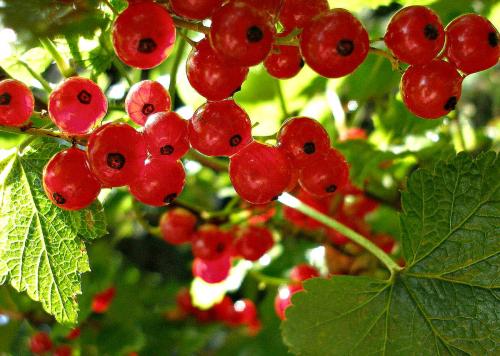 Какие ягоды собирают осенью в огороде. Ягоды все лето - какие кустарники посадить в саду