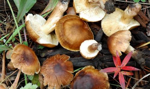 Гриб пластинчатый с коричневой шляпкой и коричневой ножкой. Пластинчатые грибы с пластинками белого и серого цвета