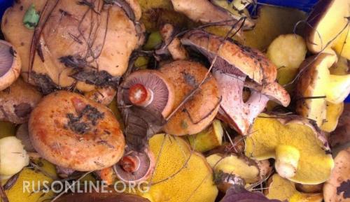 Грибы в Крыму 2019. Грибной сезон в Крыму 2019: Топ-5 самых урожайных мест