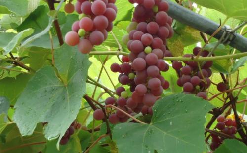 Как приготовить виноградный сок для длительного хранения. Как выбрать виноград для сока