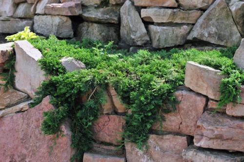 Как красиво посадить можжевельник. Можжевельник: правила посадки, ухода и размножения. 80 фото применения кустарника в дизайне