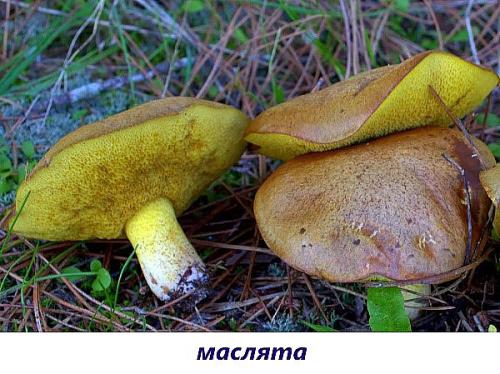 Гриб с коричневой шляпкой и желтой ножкой. Популярные съедобные трубчатые