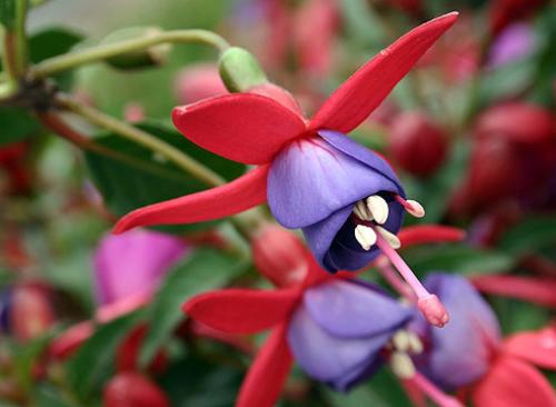 Фуксия зимовка в квартире. Как зимует в квартире? 07