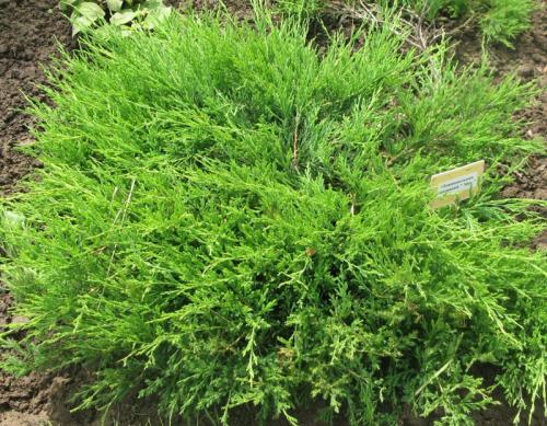 Как красиво посадить можжевельник. Можжевельник: правила посадки, ухода и размножения. 80 фото применения кустарника в дизайне