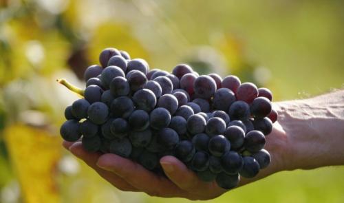 Как приготовить виноградный сок для длительного хранения. Как выбрать виноград для сока