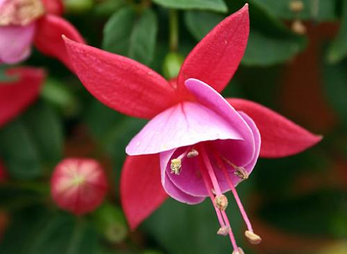 Фуксия зимовка в квартире. Как зимует в квартире? 09