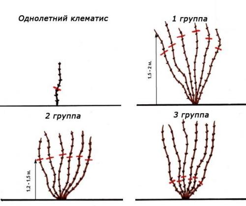 Как перезимовать клематису. Как правильно укрывать клематисы на зиму?
