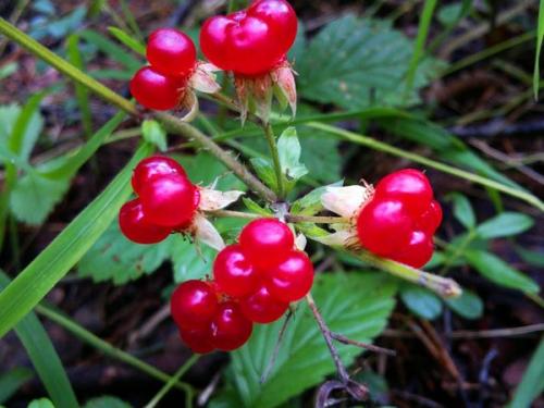 Какие ягоды собирают осенью в лесу. Что собирать в лесу. 9 лучших лесных ягод