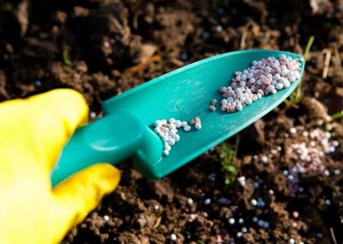 Чем подкормить рододендрон осенью. Минеральные подкормки