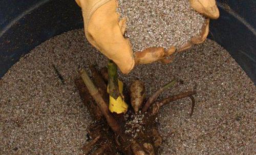 Хранение корней георгин. Как хранить георгины зимой, хранение в домашних условиях