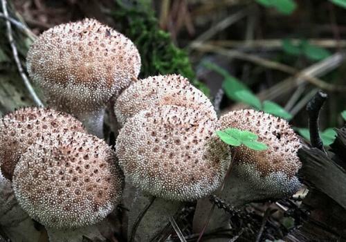 Съедобны ли дождевики грибы. Дождевик съедобный (Lycoperdon perlatum).