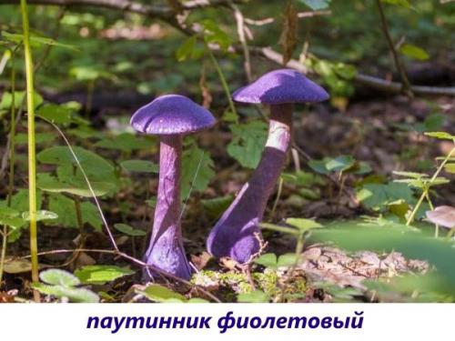 Гриб с коричневой шляпкой и белой ножкой. Пластинчатые вкусные грибы