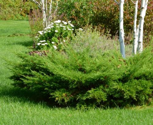 Можжевельник в саду. Ботаническое описание растения, фото