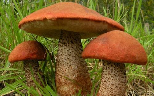 Как растут подосиновики. Как выглядят и где растут грибы подосиновики