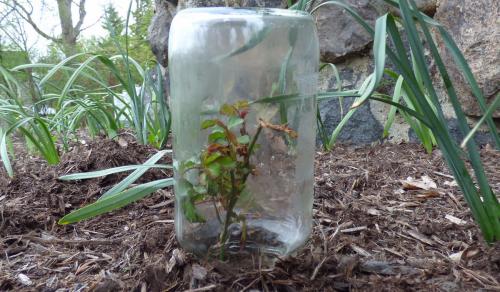 Как укрыть черенки роз на зиму. Как размножить розы черенками осенью. Высокая выживаемость!