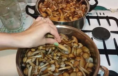 Как мариновать опята. Опята маринованные на зиму: вкусные рецепты быстрого приготовления в домашних условиях