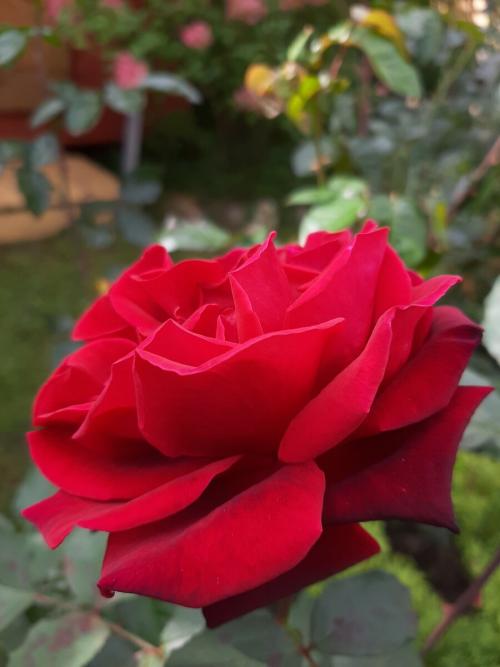 Как укрыть розы на зиму спанбондом. Скоро зима. Кто согреет наши РОЗЫ?