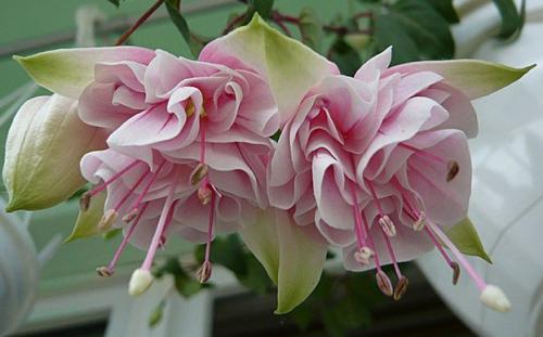 Фуксия зимой на балконе. ФУКСИЯ. Сохраняем до весны. Секреты правильного содержания зимой