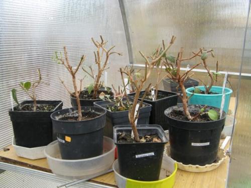 Зимовка фуксии на лоджии. Уход за фуксией зимой