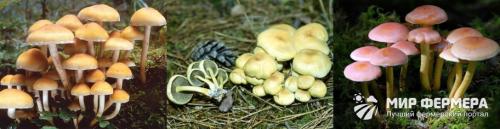 Луговые опята, как отличить. Опята - ложные и съедобные