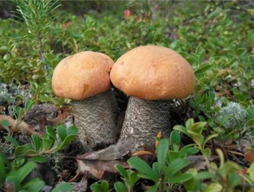 Как растут подосиновики. Как выглядят и где растут грибы подосиновики