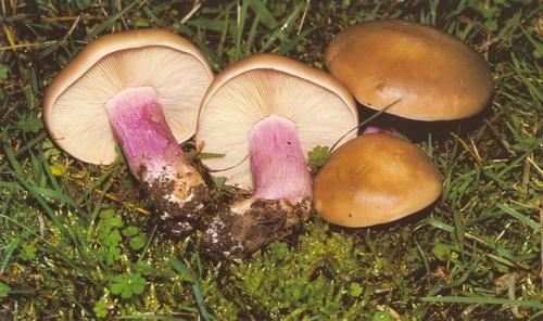 Гриб пластинчатый с коричневой шляпкой и коричневой ножкой. Пластинчатые грибы с пластинками белого и серого цвета