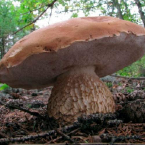 Белый и ложный белый гриб. Ложный белый гриб: фото и описание