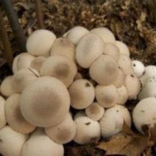 Дождевик шиповатый